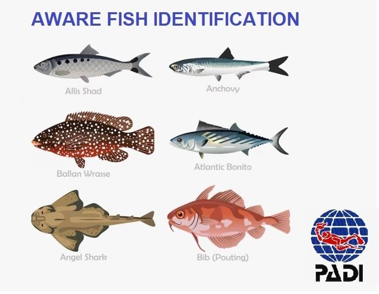 AWARE Fish Identification course cover